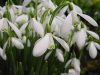 Show product details for Galanthus nivalis